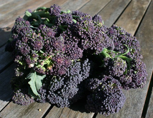 Purple Sprouting Broccoli 2