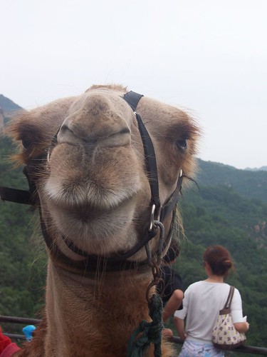 Camel - Chameau - Camelo