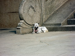 A dog resting at the front of the old library of WHU