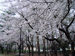 070402 SAKURA　桜