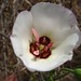 Catalina Mariposa Lily by fractalv