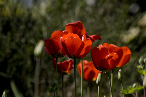dunkle Tulpen