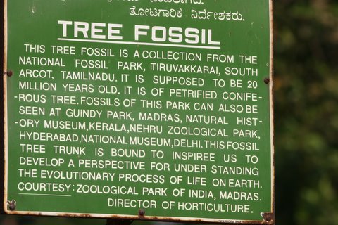 Description of Tree Fossil, Lalbagh, Apr 07