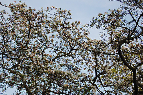Blommande magnolia på Malmgården