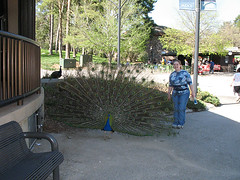Viv with the peacock