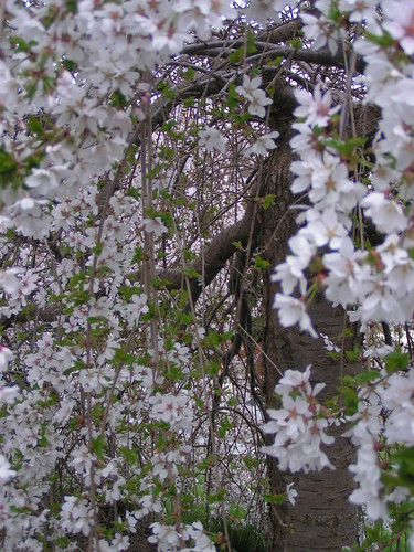 weeping cherry tree pictures. Weeping Cherry Tree