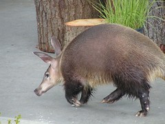 Kikuyu the aardvark (R.I.P.), Point Defiance Z...