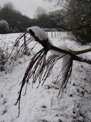 Weighed down by Snow