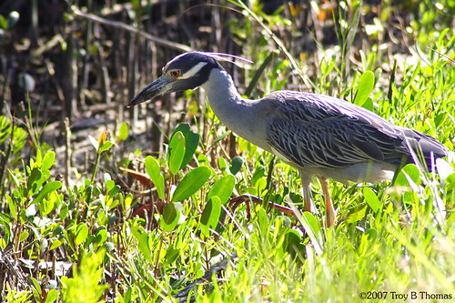 Yellow-crowned Night-Heron; Photography by Troy Thomas