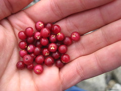 Red berries in hand