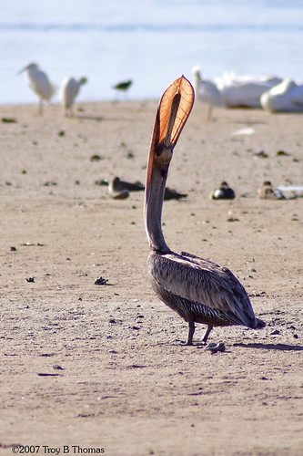 Pelican Beak; Photography by Troy Thomas