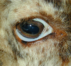 Anemic eye