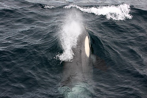 Orca near the Esperanza, blowing!