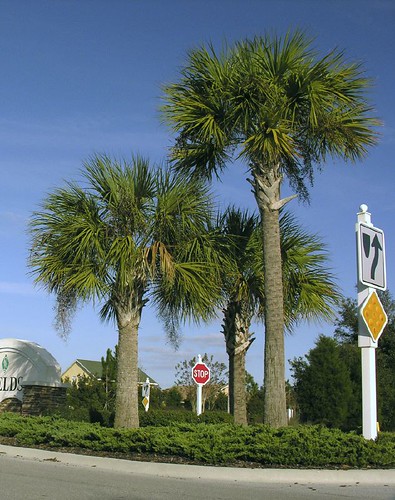 florida state tree. Palm (Florida state tree)