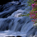 stream and flowers