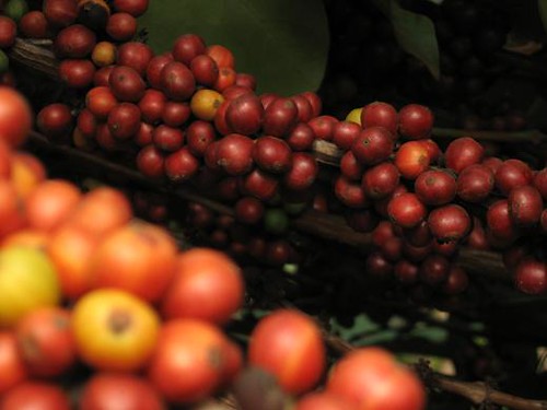 Les fruits contenant les grains de café