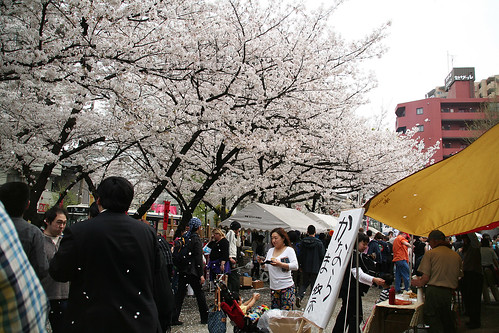 Full-bloomed Cherry Blossoms