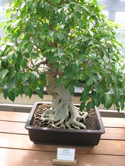 75 year old bonsai