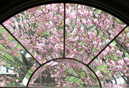 tree through window 2
