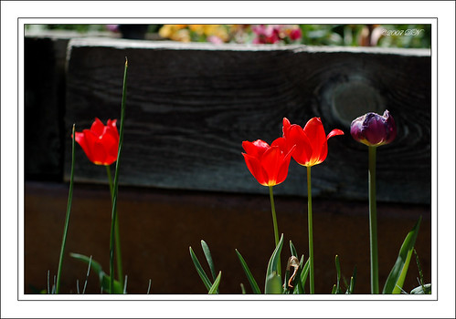 red tulips zoo DSC_2529