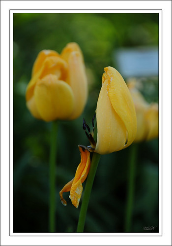 yellow half tulip 2