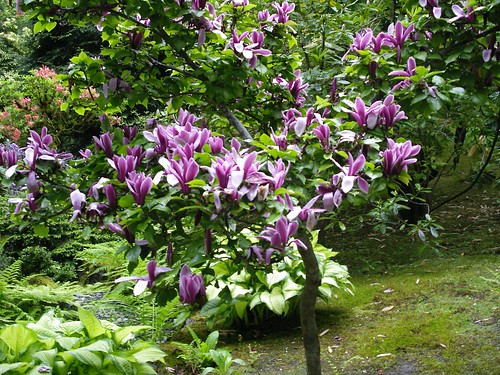 magnolia tree. Magnolia Tree, Japanese Garden