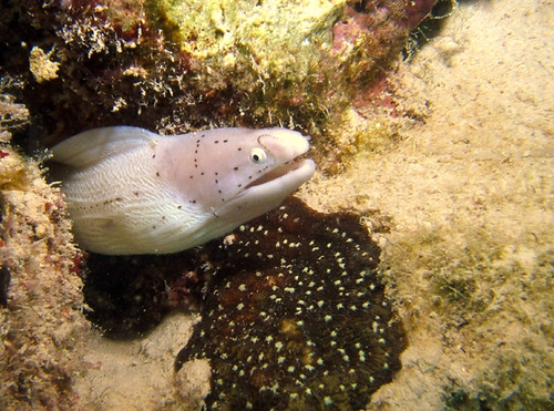 peppered moray 1