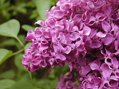 French Lilac Detail