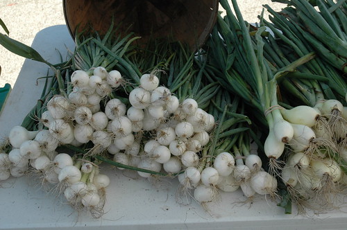 Farmer's Market Garlic