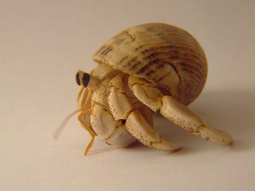 australia land  hermit crab   (Coenobita variabilis)