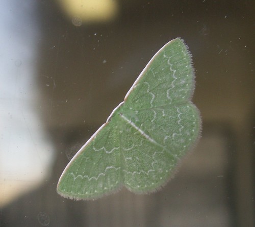 Southern Emerald Moth, Dorsal View