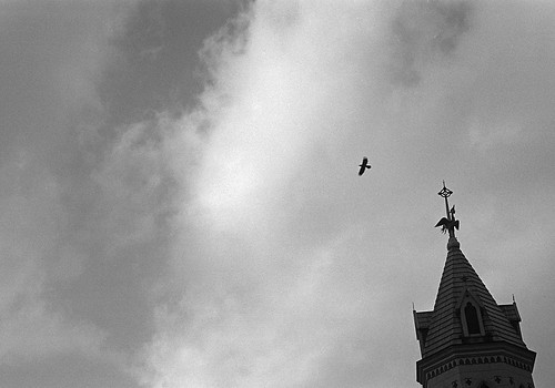 教会と鳥