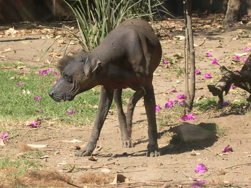 Xoloitzcuintli Zoológico de Chapultepec