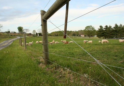 fenced pasture extension photos