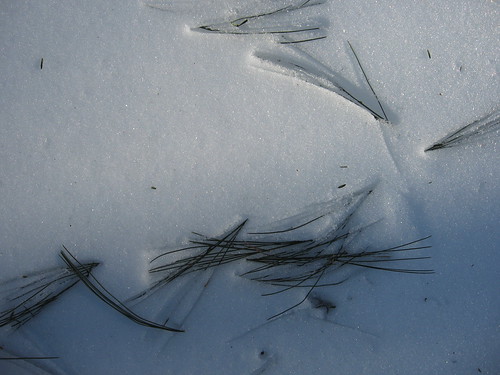 Pine Needle Tracks