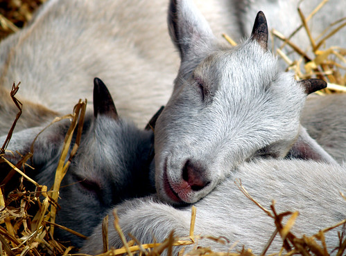 Goat Sleep