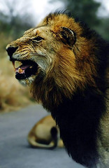 Male lion - by Arno & Louise