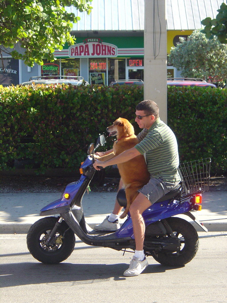 Dog on the scooter, Key West