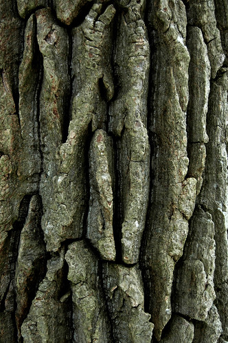 Texture-Rrific Tree 

Bark
