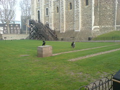The ravens are still here!