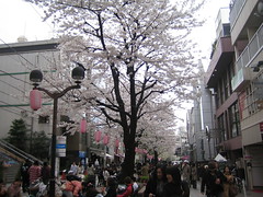 Jiyugaoka Shopping Street with Sakura