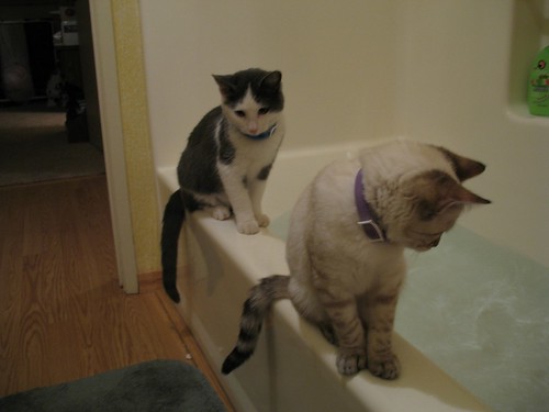 Bathing Kittens