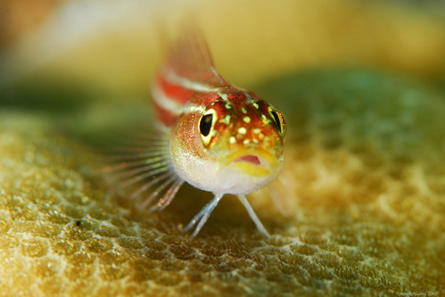 Colourful Goby