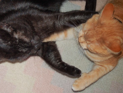 Pictures Of Cats Fighting. cats fighting