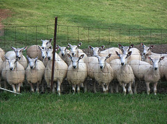 Bluefaced Leicester ewes