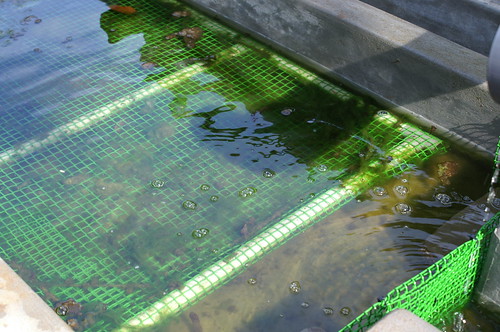 algae to bio fuel
