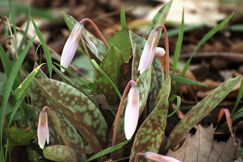 Trout Lily 3