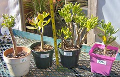 Jade Plants - Team M