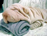 dog-that-looks-like-a-towel.jpg