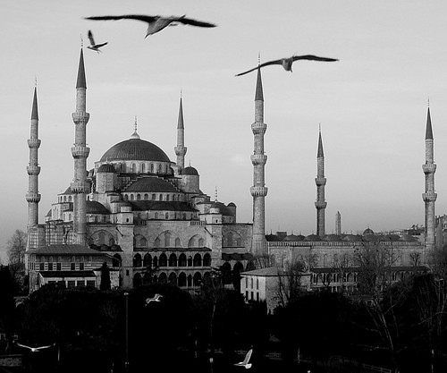 Istanbul Birds in Flight by Oberazzi.